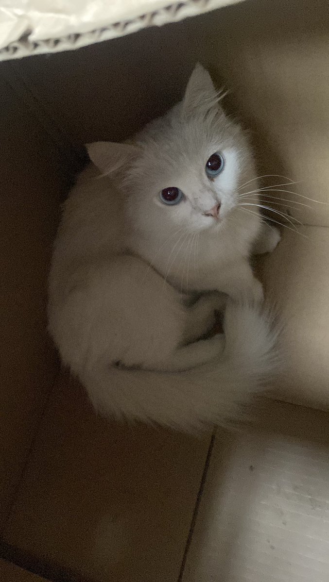 knakalan's tweet photo. balik kerja nemu kucing dalem dus
kok bisa kucing sebagus secantik ini di buang jir https://t.co/QZPl912QES
