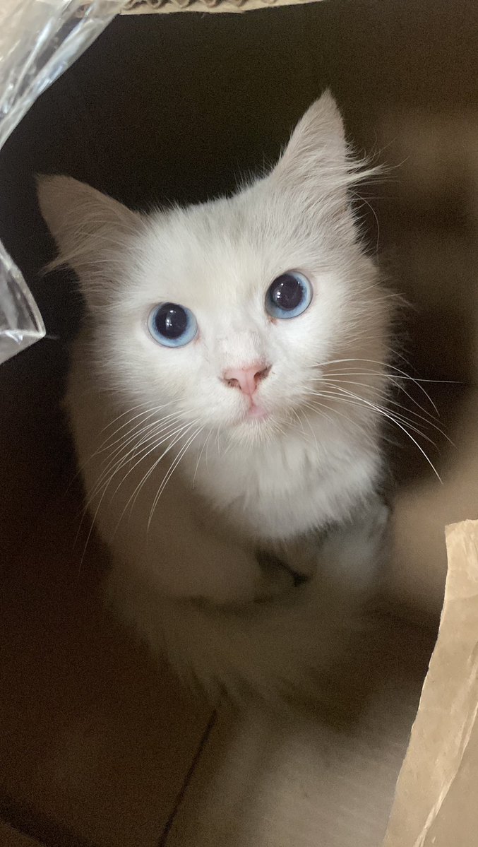 knakalan's tweet photo. balik kerja nemu kucing dalem dus
kok bisa kucing sebagus secantik ini di buang jir https://t.co/QZPl912QES