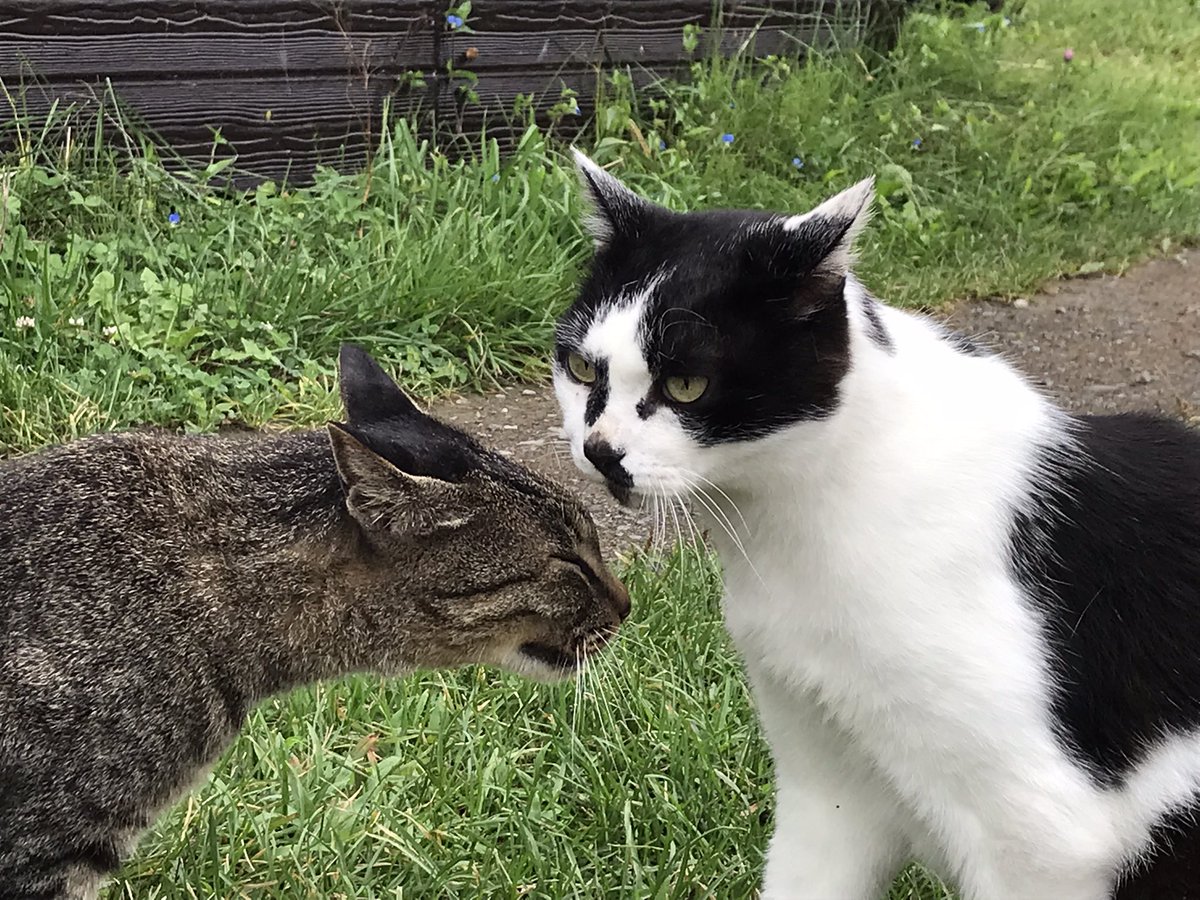 2001tmfc's tweet photo. 今日も仲良しだった厩舎ニャンズ🐾 https://t.co/Ta5zeCK2r6