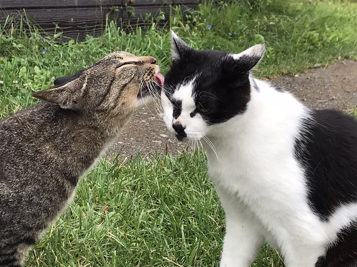 2001tmfc's tweet photo. 今日も仲良しだった厩舎ニャンズ🐾 https://t.co/Ta5zeCK2r6