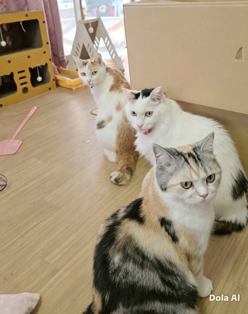 7Dbuow's tweet photo. ご飯待ちです😅後ろから圧感じて見たらこんな感じ😂 https://t.co/qxXwNVMHKq