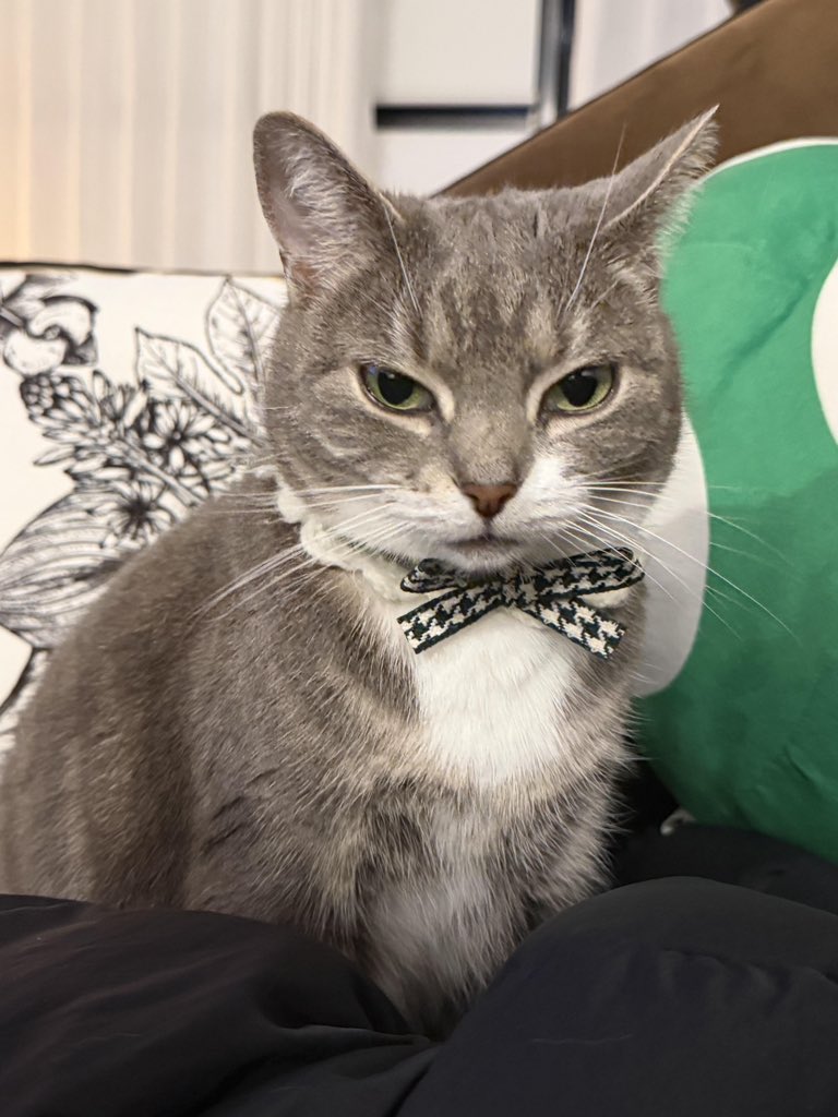 nocontextscats's tweet photo. https://t.co/BRnpjzKegn