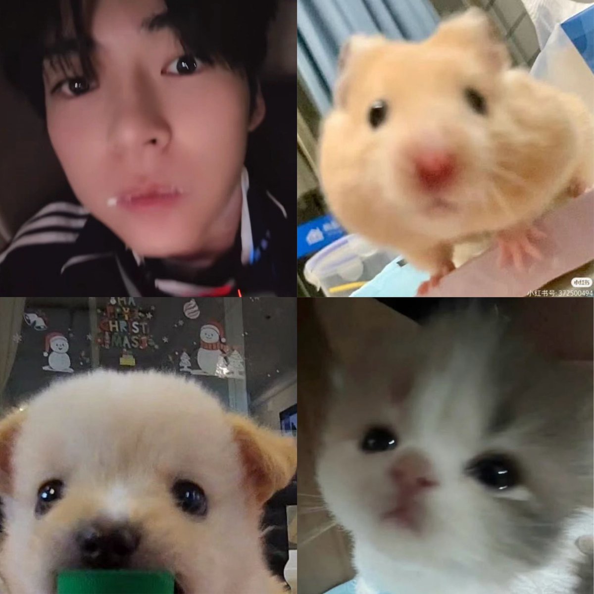 hamnyangham's tweet photo. 진짜 한빈이를 찾아보세요🔍 https://t.co/xSWke35YPZ
