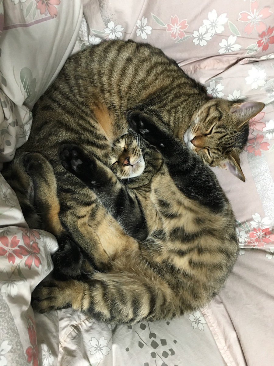 mitt_tu's tweet photo. 今日もきゃわたん🐱
私もピのお腹にこうして寝たい、まぁきっと暑くて、寝てる間にいつも通りに戻ってるだろうけど
今日もちかれた(´Д｀)ﾁｶﾚﾀｧ https://t.co/ESCknuY5fl
