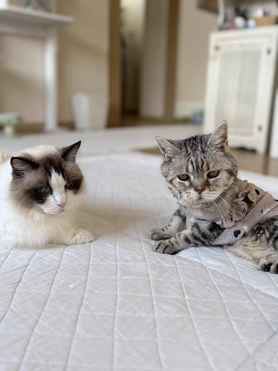どんぐり (@akihimatandon11) / X