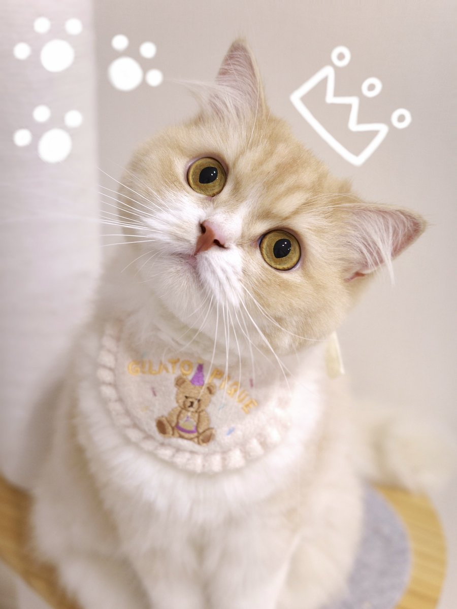suzuki_hitomi_'s tweet photo. きなこくん、3歳になりました🐈🤍 https://t.co/WUJGQg1rUp