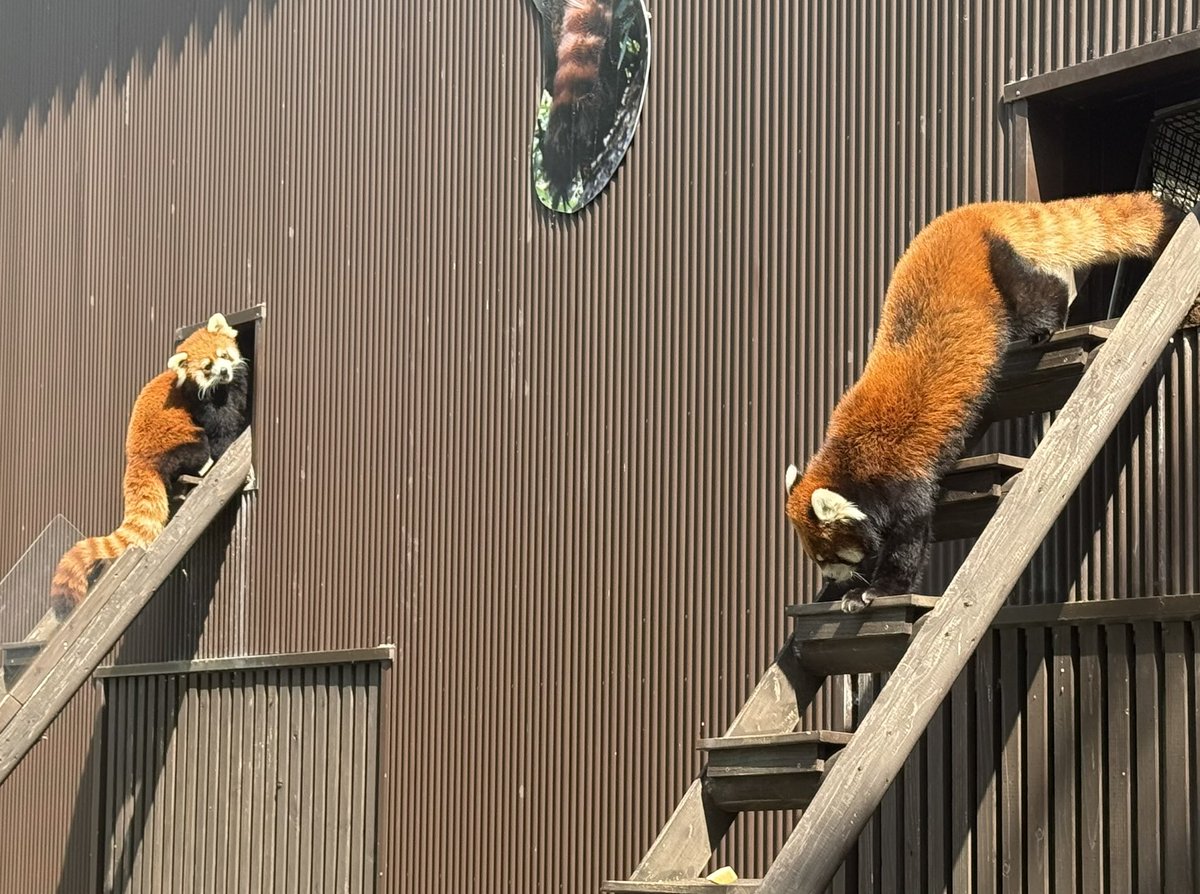 TouShibouCa's tweet photo. 8/30撮影。
それはあなたのリンゴではありません。

ガオガオが疲れ気味のようであこちゃんが先に出勤したので、獣舎の構造的に外で待たされる。そしてそこにはおりんご。
#のんほいパーク #レッサーパンダ #杏香 #ガオガオ https://t.co/ewjcPHjAxU