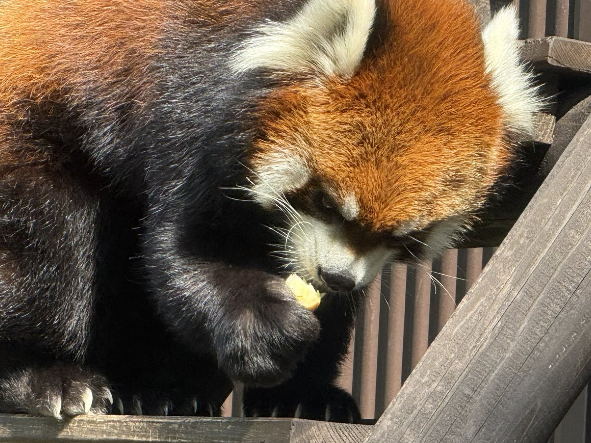TouShibouCa's tweet photo. 8/30撮影。
それはあなたのリンゴではありません。

ガオガオが疲れ気味のようであこちゃんが先に出勤したので、獣舎の構造的に外で待たされる。そしてそこにはおりんご。
#のんほいパーク #レッサーパンダ #杏香 #ガオガオ https://t.co/ewjcPHjAxU