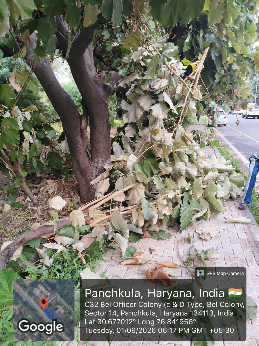 rlgoyalt's tweet photo. @MC_Panchkula @VinayKumar_IRPS सेक्टर 20 में जगह-जगह पर ग्रीनवेस्ट बहुत इकट्ठा हो रखा है कृपया करके इसको हटाए jaye https://t.co/BxdDSIER4u