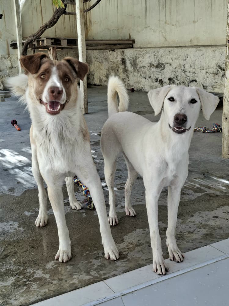 KSARshelter's tweet photo. We've got all our links set up for September, and our beautiful triplets and their friend Danny to help entice everyone to take a look!
----
Staff Salaries
https://t.co/kJ2o5WeDoM

Facility Rent
https://t.co/X7df5g6QtY

Animal Medicine
https://t.co/WoIbZVIIa8

Animal Food
https://t.co/ApKBqobX0F

My Giving Circle, Double Votes Weekend starts Friday Sep. 4
https://t.co/cp76yxNY1i

Patreon
https://t.co/3soH1CdyxV

Amazon Wishlist, updated for Summer 2026
https://t.co/fizzv3IMct