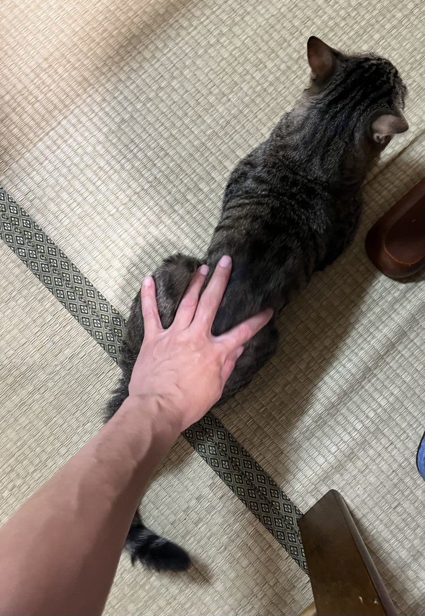 6nonno1's tweet photo. きょはずーーと曇り空☁️☁️陽は隠れてたけど蒸し暑さがヤバかったですね🥵😵‍💫💦

夕暮れ☆リアルな雲🙄
~帰宅時😽へ~んな格好で爆睡してたねw😁
大好物のえっび🦐食ったのにまだ待ってますね~😉
本日もクッソお疲れさまでした！
#保護猫 #猫 #海が輝いてる https://t.co/0yVImW5OLi