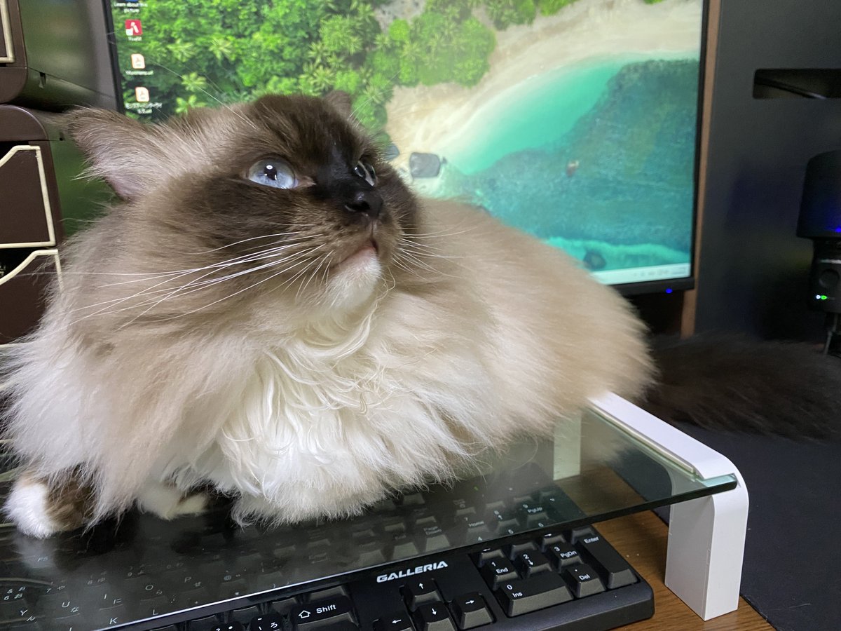 AmeHanabi22's tweet photo. かわいいからPCシャットダウンしました https://t.co/NLjPiluHHM