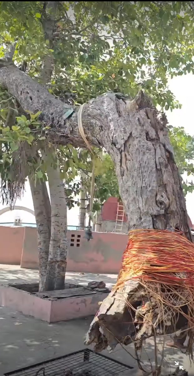 _Rational1's tweet photo. @GitaBhagavad_ Look, it is connected to a separate tree, from which it gets water and nutrients to survive lol

So i highly request you to delete this video because it will just bring unnecessary hate to hindus people! https://t.co/ZoV1g9oHpx