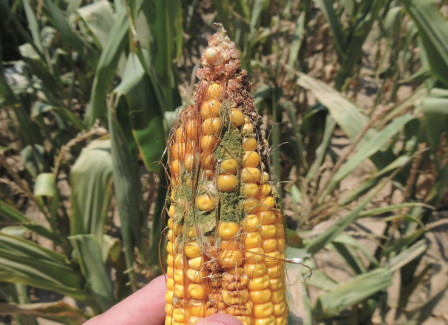 CropNetwork's tweet photo. There are five major mycotoxins associated with ear rots. Toxic effects vary by type, concentration, exposure, and animal species.

If a field has kernel or ear rot problems (10%+ of ears are moldy), test for mycotoxins.

For more info, see Corn Mycotoxin FAQs at https://t.co/JcaVCvpned.

From Extension. @badgercropdoc @baldpathologist @MartinChilvers1 @travisfaske @dsmuelle @ppp_trey @AlbertTenuta @cropdoc08 @DaisyHAhumada @MandyBish1 @MahDuffeck @alisonrISU @DTelenko #harvest26 #corn #agtwitter @croptoxcare