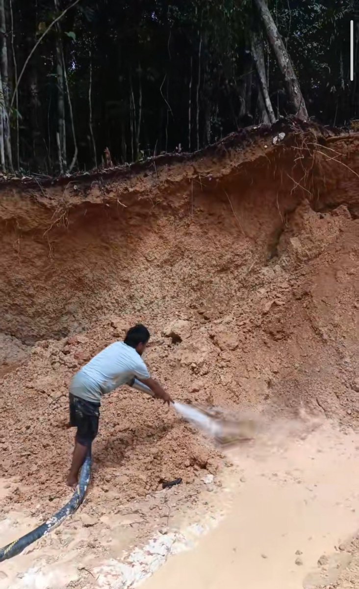 Fritz_A_Sanchez's tweet photo. #Alerta #Venezuela 

En el apoyo que brinda el Ministerio de Pueblos Indígenas a la minería ilegal en el sector 3, Urimán —actividad que continúa degradando y destruyendo los bosques ribereños del río Caroní—, ¿también está contemplado el trabajo infantil y la sustitución de los valores ancestrales por la #CulturaMinera como parte de una nueva forma de “formación”?

#OroDeSangre #DDHH 
#GranSabana #SurDelOrinoco 

Para conocer de esta terrible, pero lucrativa iniciativa, los invito a leer el artículo que escribí al respecto 👇