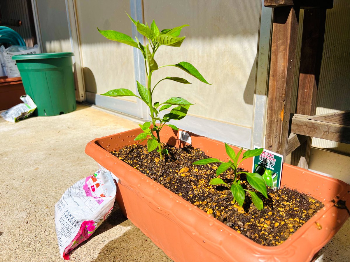 yonetion's tweet photo. 5月くらいにハラペーニョを植えたんです。

コレ、ハラペーニョ？？？

細過ぎるけどキチンと辛くて…
もうわけわからんやっしwww🤣

#家庭菜園 
#ハラペーニョ https://t.co/jrKXPthQjB