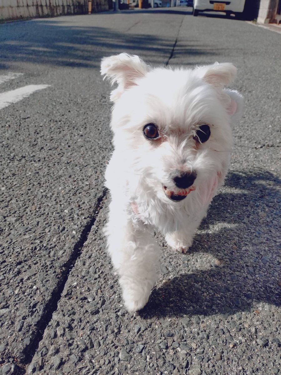 pf68169's tweet photo. おじいわん🐶お帰りなさい
#秘密結社老犬倶楽部 https://t.co/RwolWySfXV