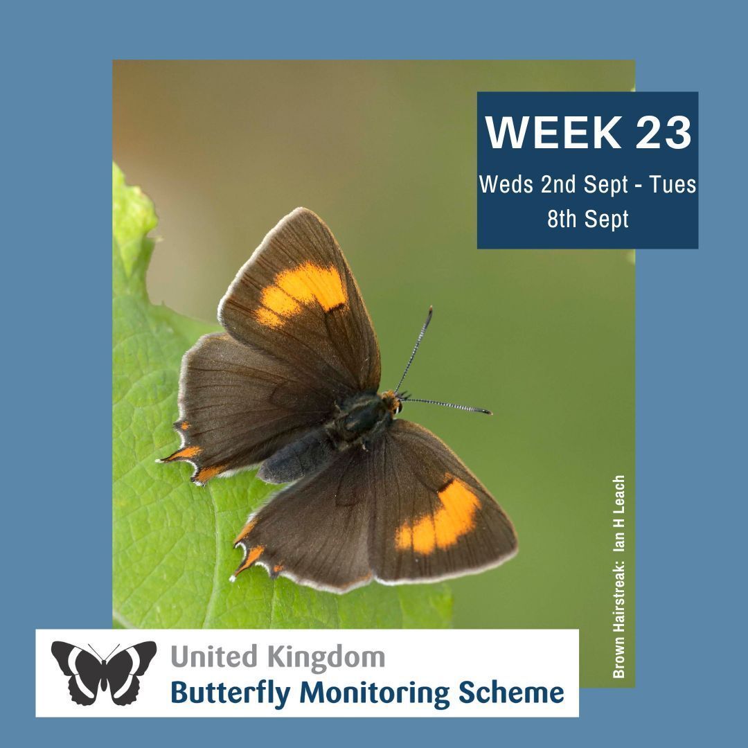 UKBMSLive's tweet photo. Its week 23 of the UK Butterfly Monitoring Scheme!

September is here and we're into the last month of the survey. Some summer species may no longer be on the wing, but keep an eye out for second (or even third) broods of some species. https://t.co/3v8XdkcFKm