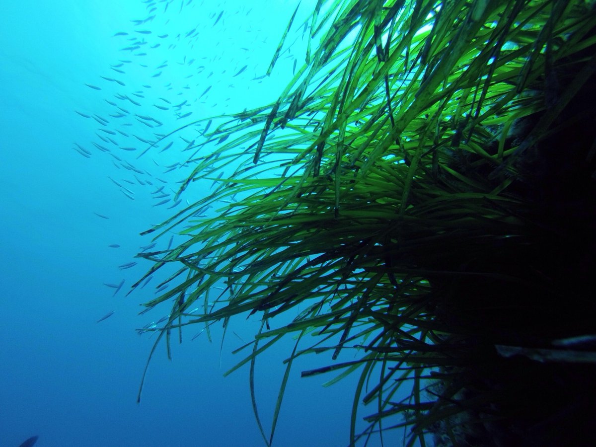 BalearicTour's tweet photo. Between #Ibiza and #Formentera lives the largest and oldest organism on the planet. And it is underwater. 🌿🌊

An 8-kilometre Posidonia oceanica meadow, more than 100,000 years old, stretches from Es Freus to Ses Salines. Declared a UNESCO World Heritage Site, it is responsible for the crystal-clear turquoise waters that make this one of the Mediterranean’s finest diving destinations, and provides a home for seahorses, gilthead seabream and Mediterranean rainbow wrasse, which grow protected among its leaves. 🐟

But inappropriate anchoring threatens this treasure every summer. That is why, thanks to the Sustainable Tourism Tax, information buoys, a helpline for boaters, signage in ports and a badge for vessels that respect Posidonia have been introduced. ⚓

Anchoring with care is also a way of enjoying the sea. 💙

🔗 https://t.co/qjFMhEFHeT

#ibiza #formentera #illesbalears #posidonia #ITS #turismosostenible