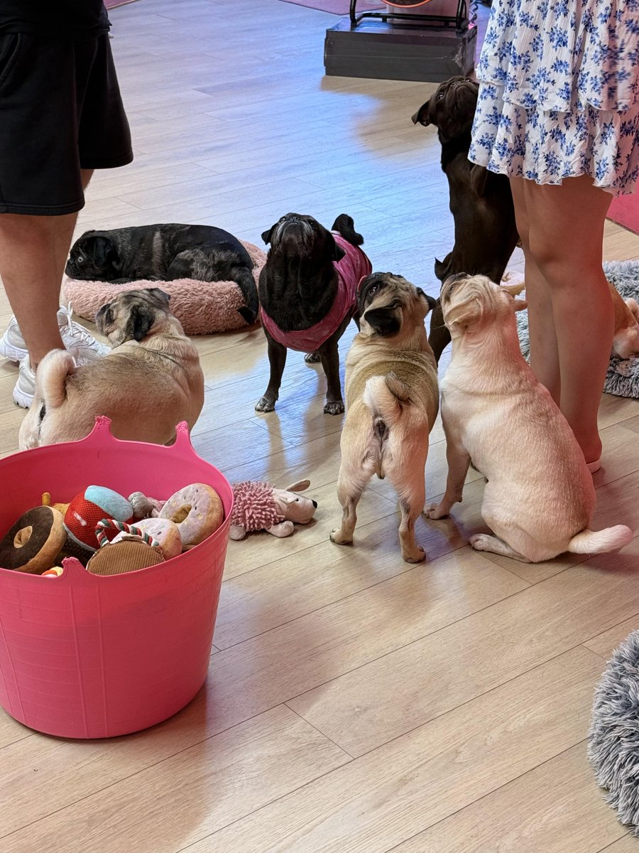 cora1992s's tweet photo. A little bit of London, a lot of puppy love 🤍🐾 https://t.co/8kGDmzQ5nQ