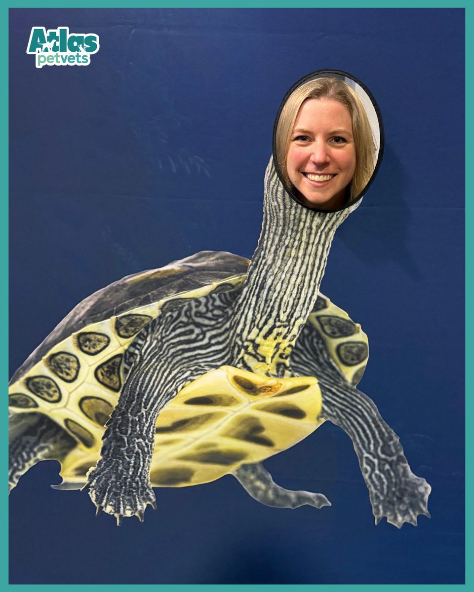 AtlasPetVets's tweet photo. Guess who? 🐢

Dr. Lauren found her spirit animal at the Exotic365 Veterinary Conference. Between photo ops, she's soaking up the latest in exotic animal medicine for our scaled, feathered and shelled patients.

We will be requesting this as her new staff photo! 🤣 https://t.co/GYH5CULrzV