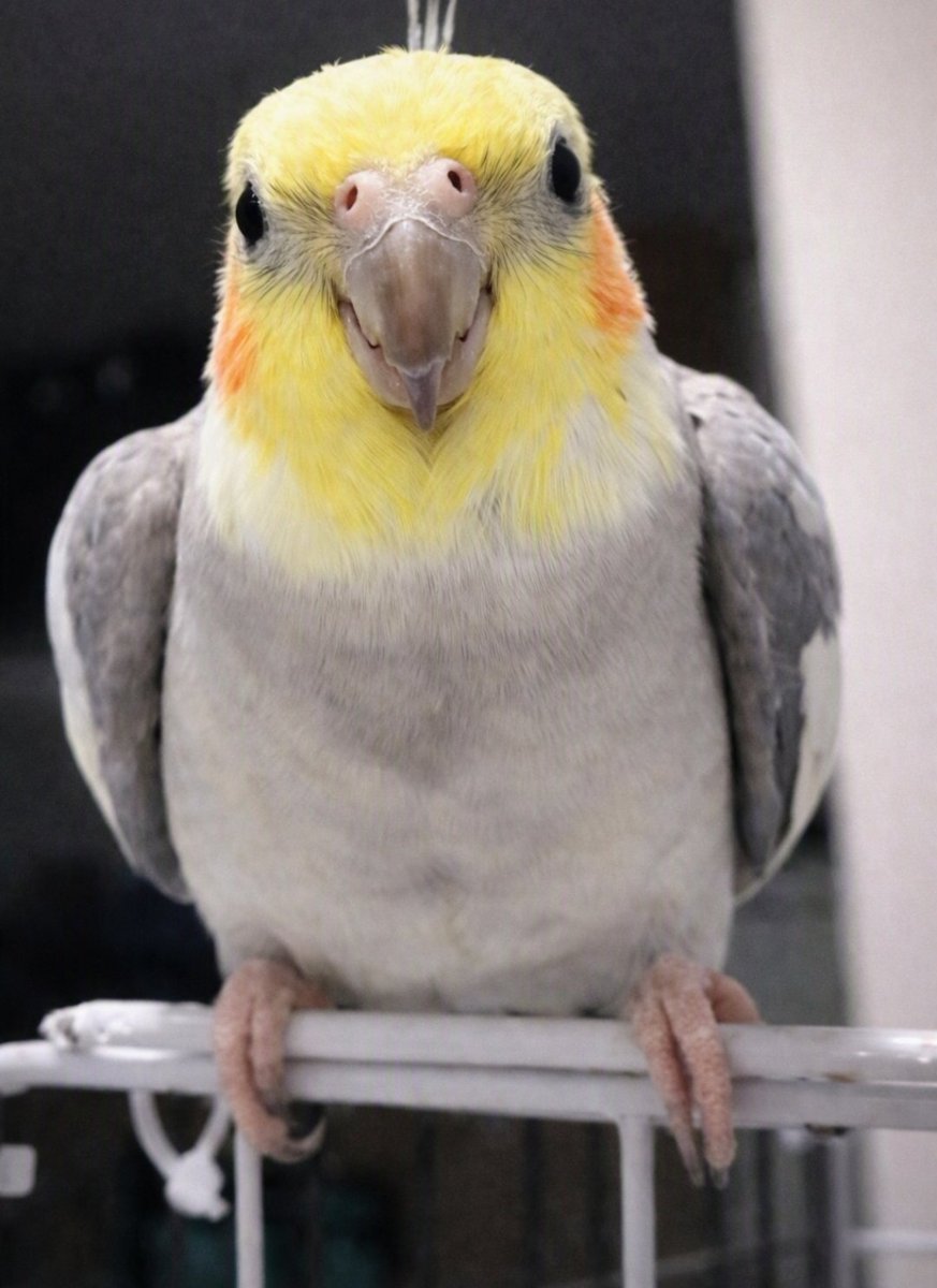 kohaito7915's tweet photo. 鳥側からしたら自分より何倍もデカい人間に
「肩に乗ろう」
「手に乗ろう」
「撫でてもらおう」
「そばにおったら安心する」
って選んでくれる。
ほんの数十グラムの命が、何十倍も大きな人間を信じて身を預けてくれる。
ほんま奇跡みたいな関係やと思う。 https://t.co/UZnXbnU13p