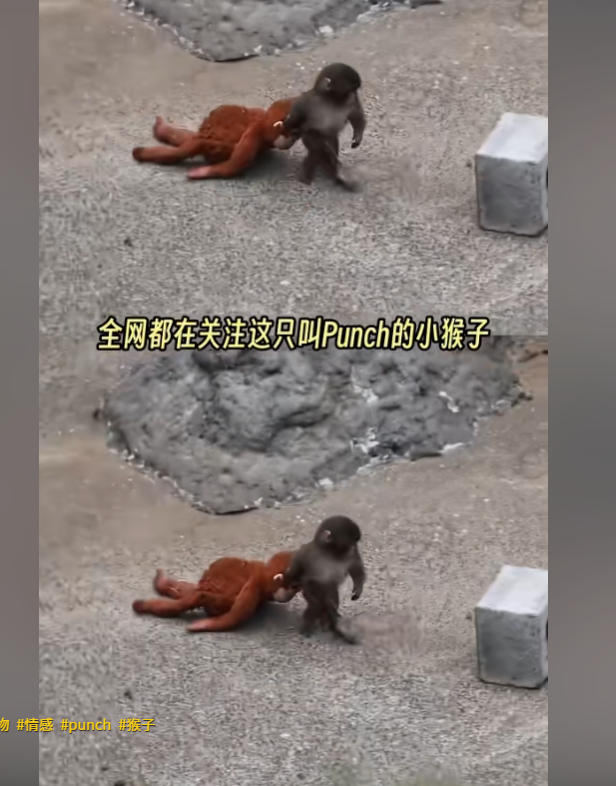 chenyangjiruri's tweet photo. Punch（パンチくん）潘奇是日本千动植物园一只因被生母遗弃、抱着宜家红毛猩猩玩偶融入猴群而走红全球的小猕猴，它的故事是关于孤独、坚韧与被接纳的治愈成长史。 https://t.co/lKsiirOhNO