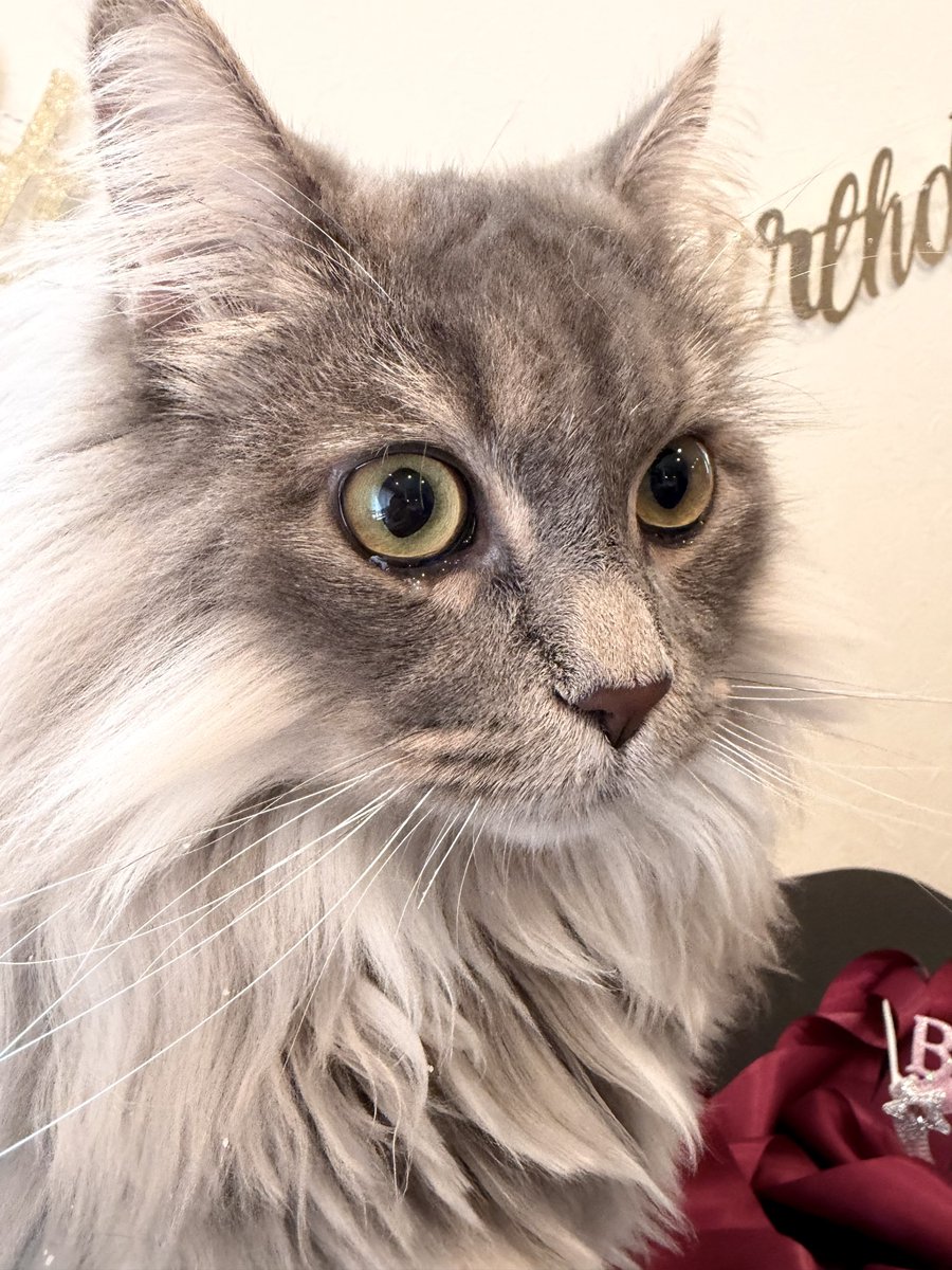 clrovvsy's tweet photo. 誕生日ケーキが美味しすぎて、飼い猫が号泣してるのアツい https://t.co/zIjDEaxuEq