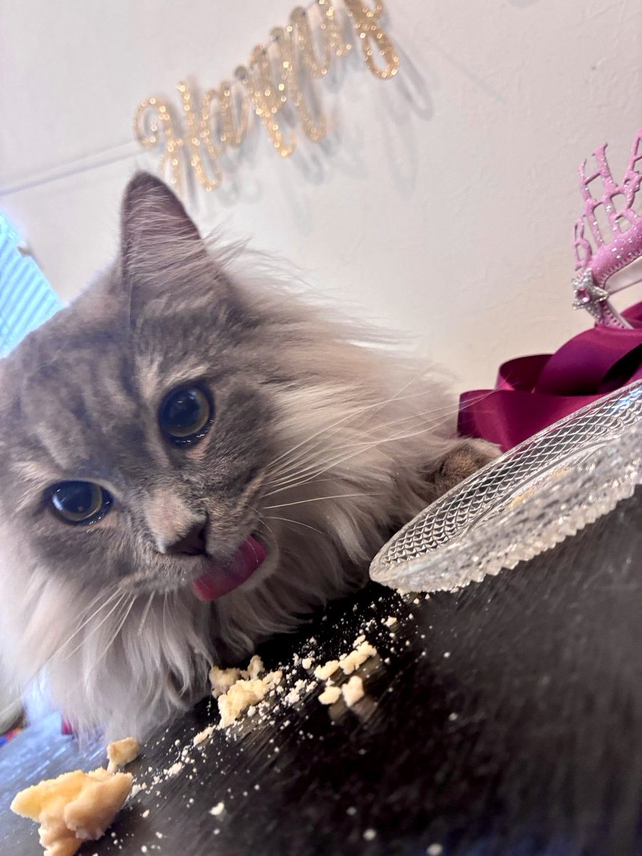 clrovvsy's tweet photo. 誕生日ケーキが美味しすぎて、飼い猫が号泣してるのアツい https://t.co/zIjDEaxuEq
