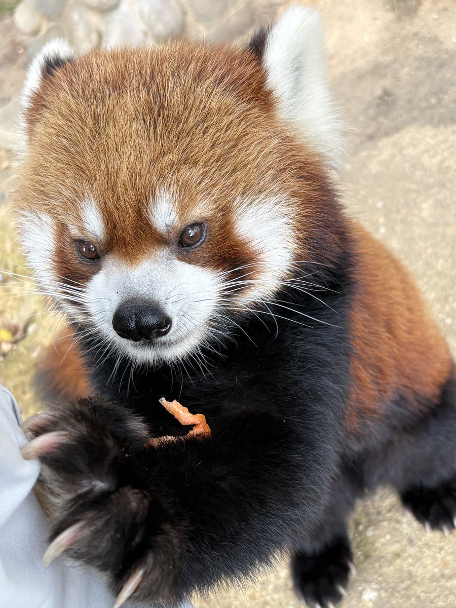 nishiyama_zoo's tweet photo. 今日の選択

🍎りんご vs 🥕にんじん

たいようとかんたは……

「にんじん一択！」🥕🥕

#鯖江市西山動物園
#レッサーパンダ　
#たいよう　
#かんた https://t.co/UuAULrYUYv
