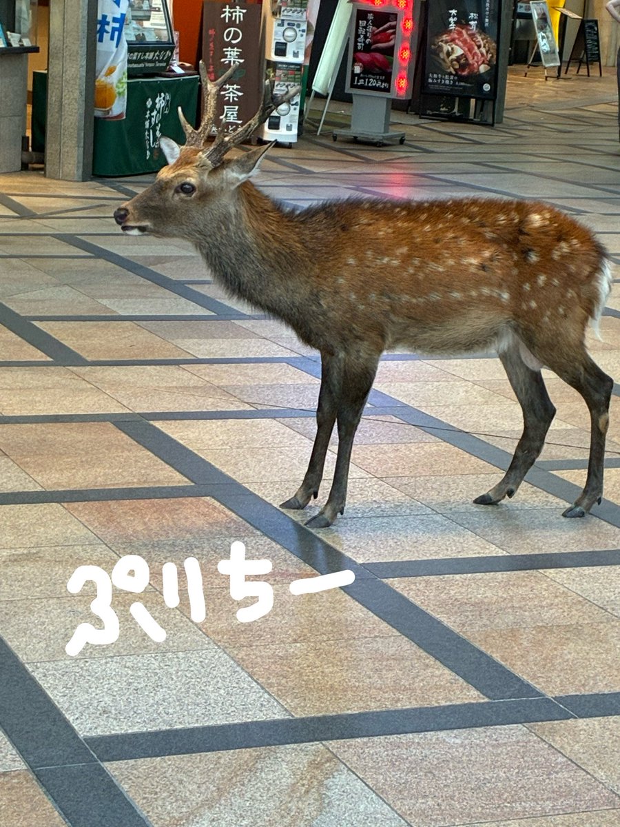 goodbyebye93's tweet photo. 全ての人間から餌がもらえると思っている強欲な鹿です https://t.co/N2SAZ4Cq2D