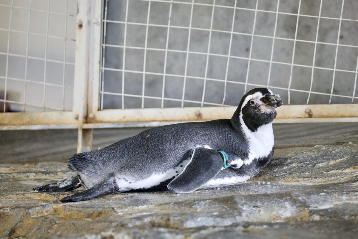 muroo_pg's tweet photo. やる気ない日があってもいいよね
 #長崎ペンギン水族館
 #フンボルトペンギン https://t.co/JHRnWHH2To