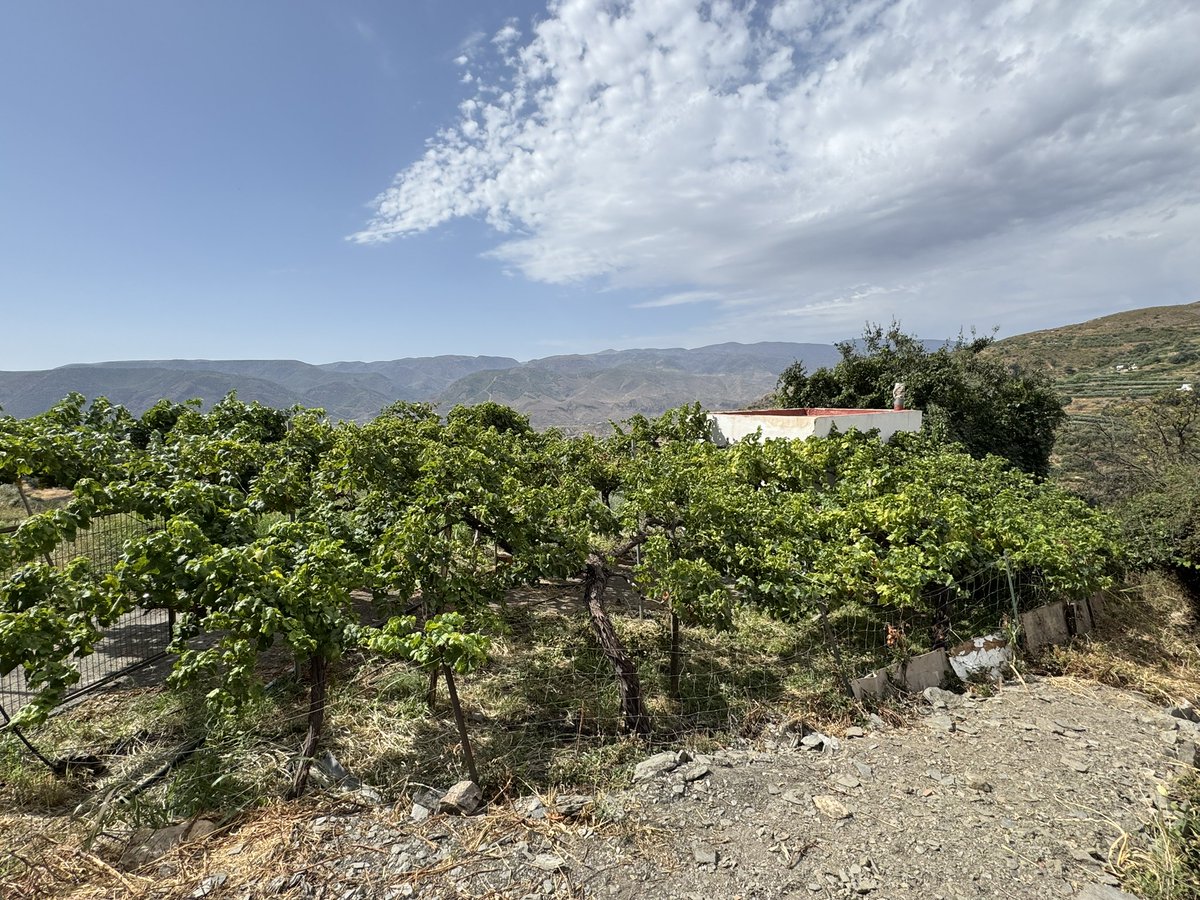 ExpInmobiliario's tweet photo. SE VENDE FINCA RÚSTICA DE 1.613 M2 CON CUARTO DE APEROS DE UNOS 15 M. SE PUEDE ACCEDER CON VEHICULO HASTA LA PUERTA. FI10338.

¿Quieres verlo? ¡Llámanos ya y pide tu cita!

☎ (+34) 685 88 20 30
📧 info@expertoinmobiliario.com
Más Info: https://t.co/XMFKxVBLMW https://t.co/ax7Ug4sWXM