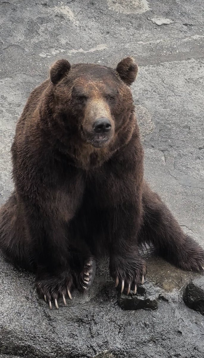 haru39noa's tweet photo. 登別クマ牧場のクマさん！！

１枚目の子がベロ出てて可愛すぎたので、この子ばっかりにオヤツあげてました🐻
目があってファンサされた瞬間❤️

２枚目の子は迫力！

３枚目はそれぞれのオヤツアピールが可愛い！

４枚目は小熊8匹が皆並んで寝てるところ❤️

ほんとーに楽しかった🐻❤️ https://t.co/spQLo3K9Hh