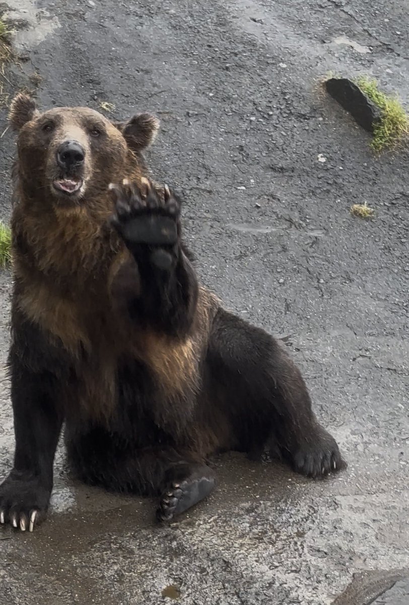 haru39noa's tweet photo. 登別クマ牧場のクマさん！！

１枚目の子がベロ出てて可愛すぎたので、この子ばっかりにオヤツあげてました🐻
目があってファンサされた瞬間❤️

２枚目の子は迫力！

３枚目はそれぞれのオヤツアピールが可愛い！

４枚目は小熊8匹が皆並んで寝てるところ❤️

ほんとーに楽しかった🐻❤️ https://t.co/spQLo3K9Hh