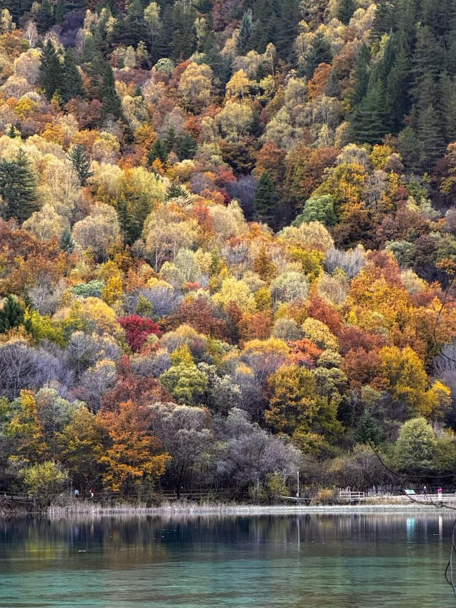 weidaowu's tweet photo. #autumn is colourful
#sichuan #nature https://t.co/JamoW3V7JS