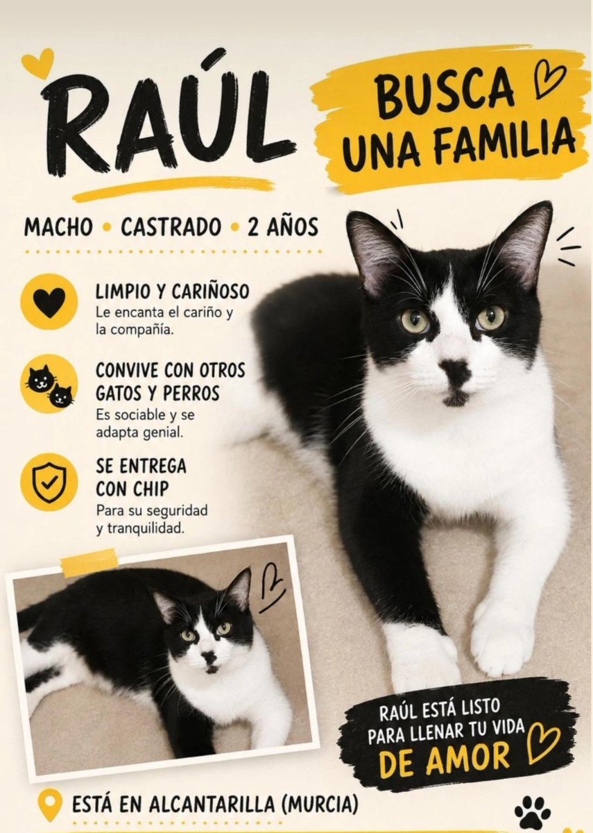 Legadema_85's tweet photo. Esto se está volviendo insostenible... Don Gato ataca a Raúl... 
Raúl no sale de la habitación ni para ir al arenero, le hemos tenido que poner uno allí 🤦🏻‍♀️🤦🏻‍♀️🤦🏻‍♀️🤦🏻‍♀️ 
Es importante encontrarle un hogar a Raúl cuanto antes. https://t.co/FTDY4WfPwX
