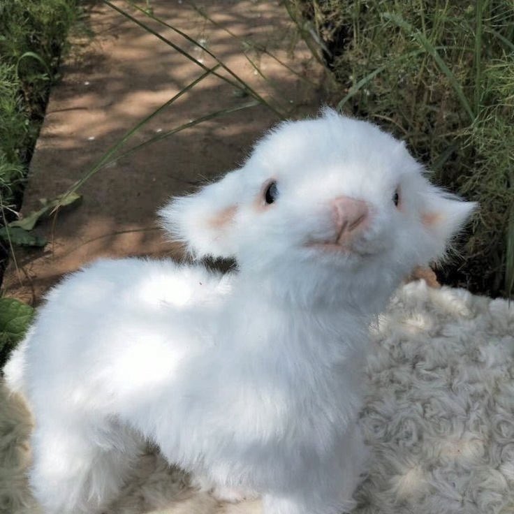 Daisyaurax's tweet photo. baby lamb https://t.co/D3pEIPYBX2