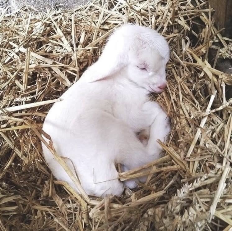 Daisyaurax's tweet photo. baby lamb https://t.co/D3pEIPYBX2
