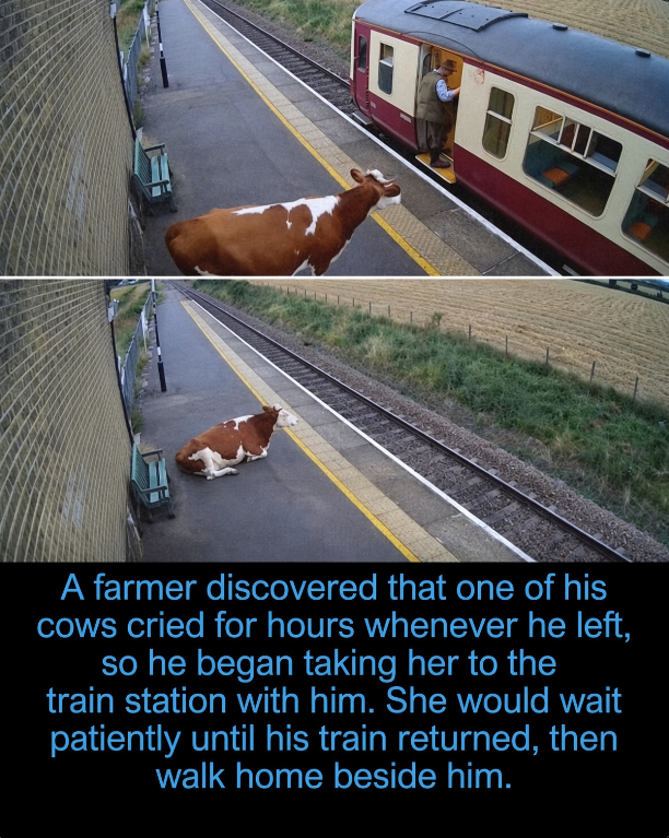 Rainmaker1973's tweet photo. A farmer in rural Ireland noticed that one of his cows would cry for hours every time he left for the train station to pick up supplies.

Moved by her distress, he started taking her with him. To everyone’s surprise, the cow quickly learned the routine. She would calmly wait on the platform while he was away, then joyfully walk home beside him once his train returned.

The heartwarming story has captured the world’s attention, beautifully illustrating that cows are far more than livestock — they’re intelligent, emotional animals capable of forming deep bonds and meaningful routines with the people who care for them.