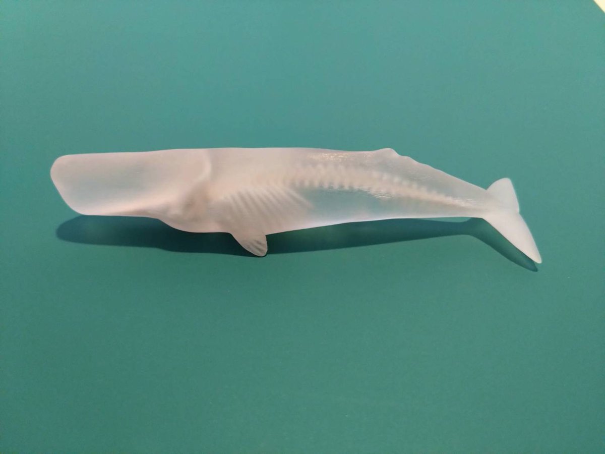 Eguchi_Eri's tweet photo. 3Dプリンタで造形された全長10cmのマッコウクジラ。

すりガラスっぽさも好きで買ったまま保管していたのだけど、購入後に手元で磨いて透明にするのがメーカーさんの本来の意図なので一年越しで磨いてみた。骨格の精巧さが際立つ。いい😍

2025年の博物ふぇすで入手した「玉骨標本」のプロダクトです https://t.co/4F3TusUW0k