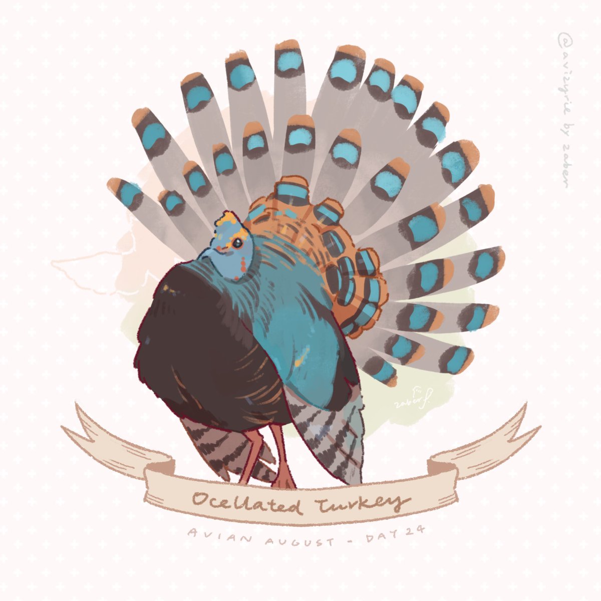 Avizyrie's tweet photo. Day 24 - Ocellated Turkey
obese peacock
#AvianAugust #AvianAugust2026 https://t.co/JTFTJKfjsD
