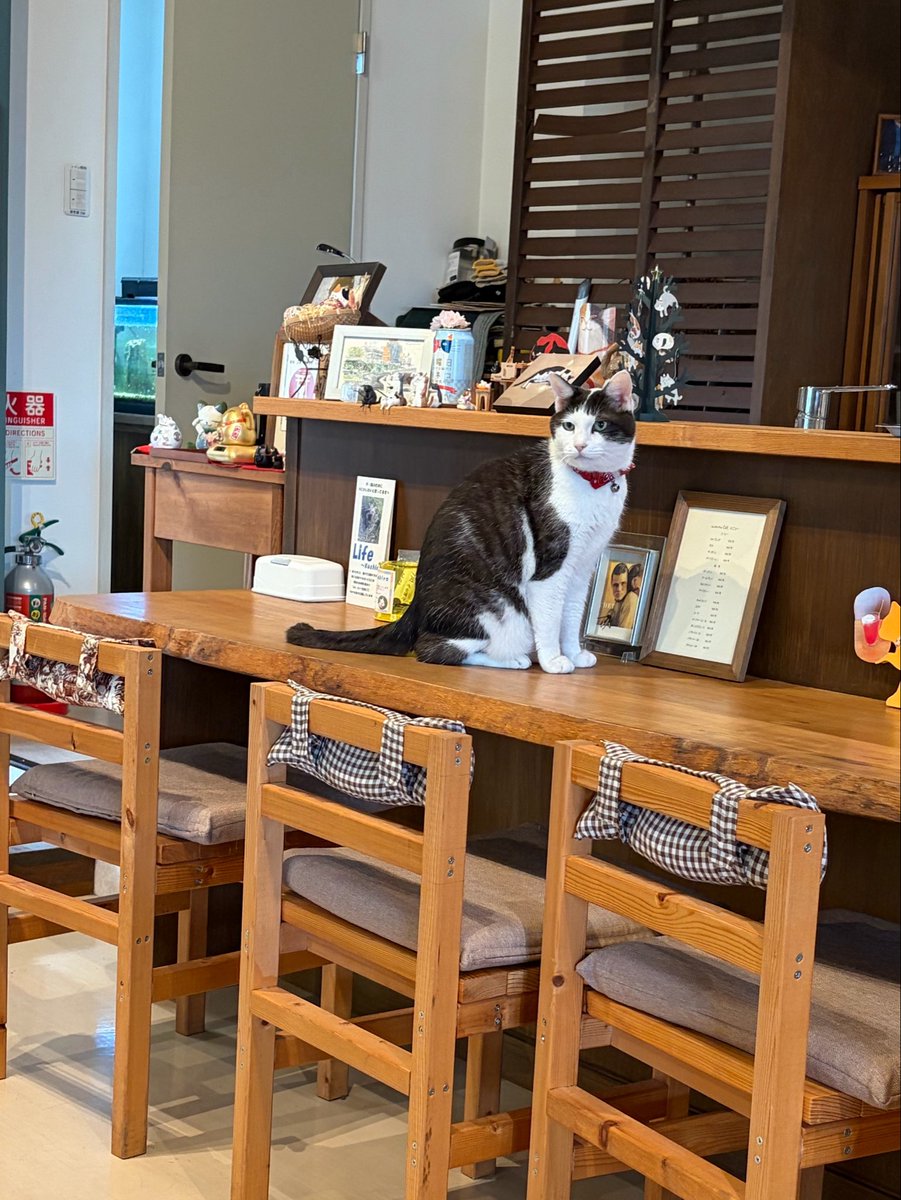 Nabashi_07's tweet photo. 北海道行ってきた！思ったより寒かった…
どこに行ってもぷりん奥さんがにこにこしてくれててとっても幸せだった
看板猫さんがいる喫茶店に行ったり、インテリア雑貨のお店でお皿を購入したり、素敵な出会いに恵まれた旅行でした🙌💕 https://t.co/WMkb6K1W6j