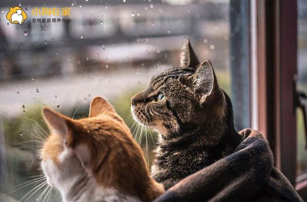 Deepaks41044584's tweet photo. Just finished baking warm chocolate cookies on a rainy Sunday afternoon—sweet smell filling the whole cozy living room, my cat curled up on the windowsill watching the raindrops.， https://t.co/3we2peXoFt