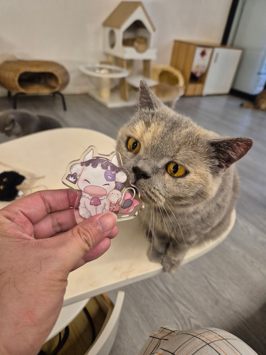 JinMuffin's tweet photo. 今天决定去猫咖去撸猫吸猫来充电一下。两个小时不知不觉中就这样过了。但是猫咪们都好可爱哦！下次我去找找看狗咖然后来分享给公主看~

由于图片限制的问题，我把更多分享在这里~
https://t.co/sGQ0GeXAgI

#Dearolda https://t.co/rpvr2PePez