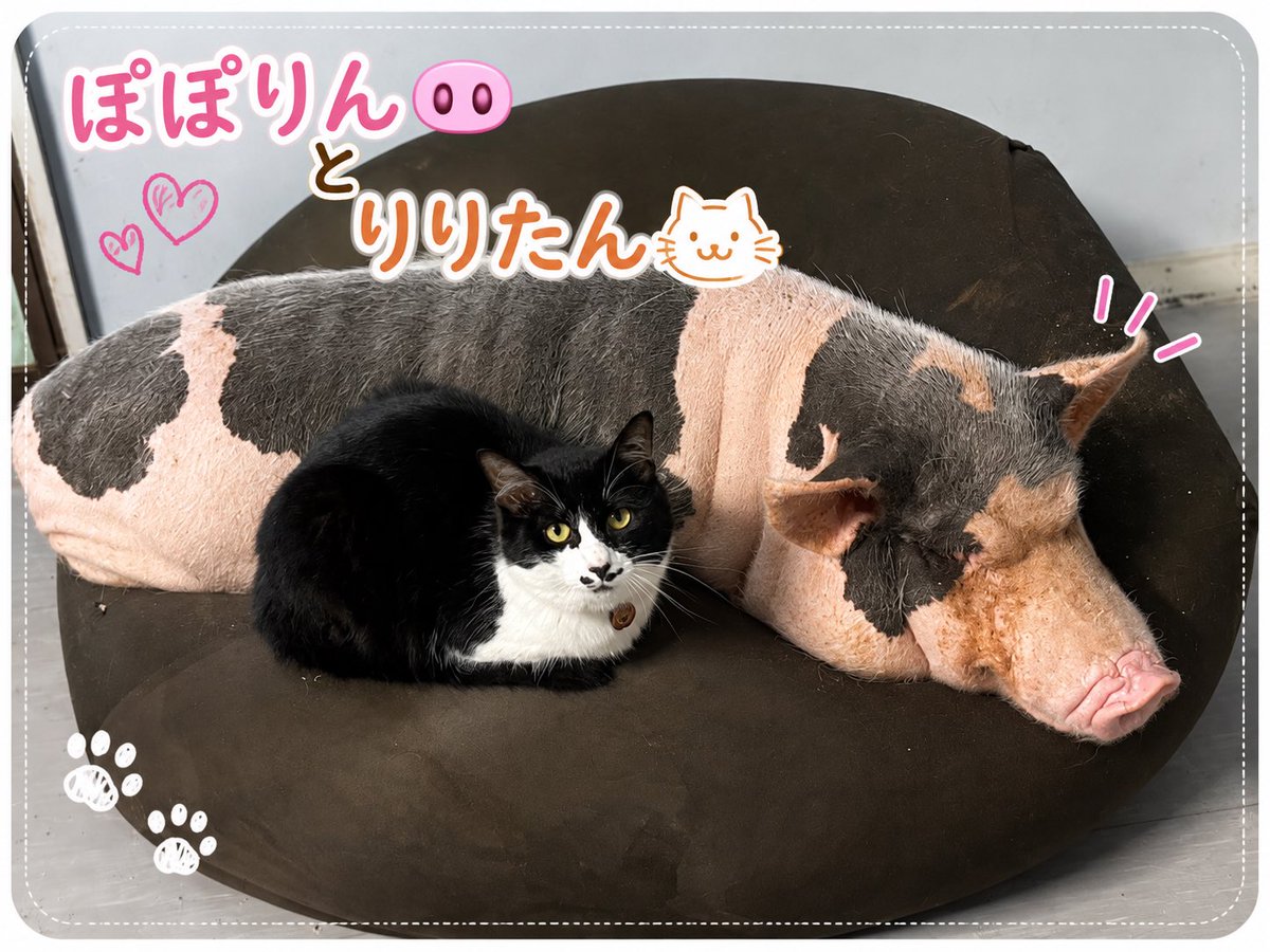 IyasarePR's tweet photo. えっ嘘！？可愛すぎて思考停止🐽🐱

癒され亭で、ﾏｲｸﾛﾌﾞﾀのぽぽりんと猫のりりたんがクッションでまったりシンクロ‼️

種族を超えて寄り添う姿、尊すぎません？☺️
こちらではこれが日常🫢

癒やされたらぜひいいねお願いします✨

＃癒され亭 ＃那須 ＃マイクロブタ ＃猫好きさんと繋がりたい https://t.co/o15SzhdwiE