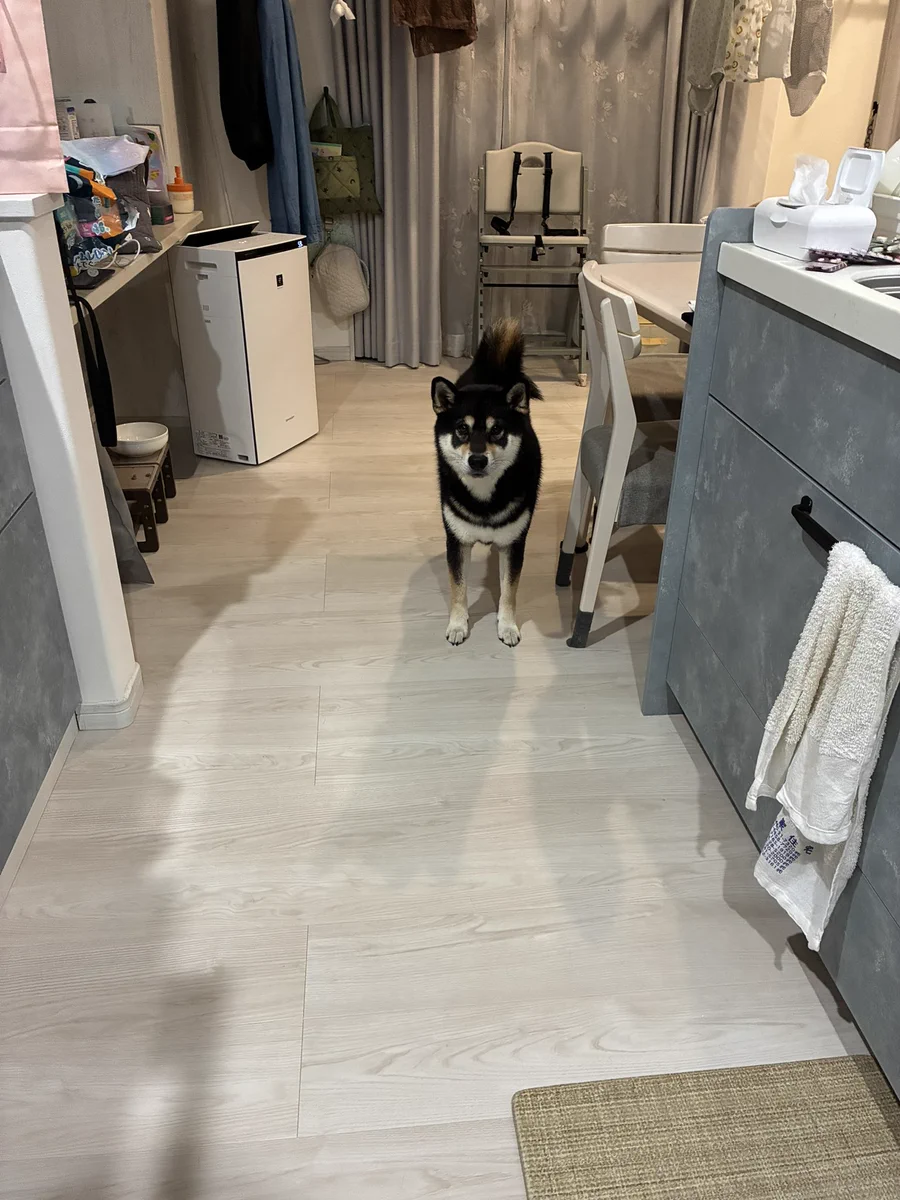 くろしば家 ページ Today's Zaku #黒柴 #黒柴犬 #柴犬 #くろしば #しば