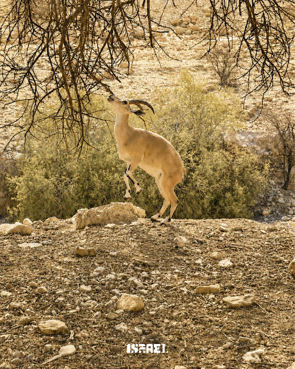 IsraelenFR's tweet photo. Prochaine étape de notre campagne Israël en couleurs : le BEIGE 🐪🇮🇱
De la pierre de Jérusalem aux vestiges antiques, en passant par les paysages du désert, faites défiler pour découvrir Israël en beige. ☀️
#IsraelInColor #Beige #DesertAnimals #JerusalemStone #Hummus https://t.co/8xWkZ0VO6B
