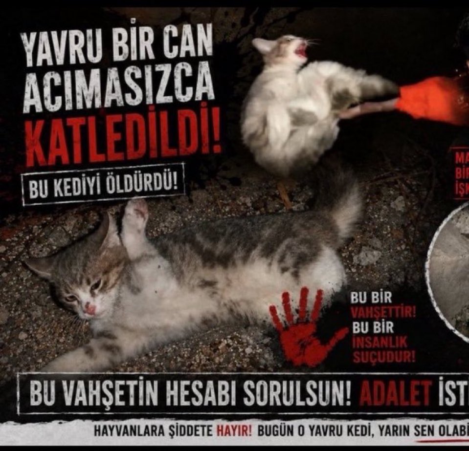 esmelenitbd's tweet photo. UNUTMAYIN UNUTTURMAYIN ADALET İSTİYORUZ

#CanilerTutuklansın
#SokakHayvanlarıSahipsizDeğil
#HayvanKatliamınaDurDe https://t.co/gPkSLYEdSn