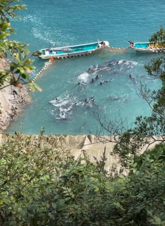 tiger26931's tweet photo. 21 in total taken from this pod. 11 yesterday and 10 today....
The hunters are still going through this pod to find perfect dolphins to live in captivity. This is where your dolphins come from for your dolphin show. Yesterday they were wild and free. https://t.co/Y4efjAueTu
